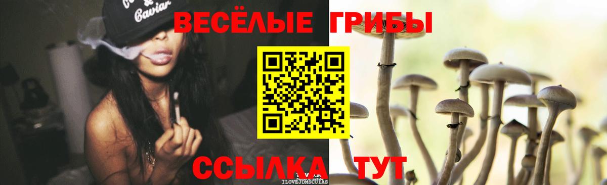 Галлюциногенные грибы Psilocybine cubensis Копейск